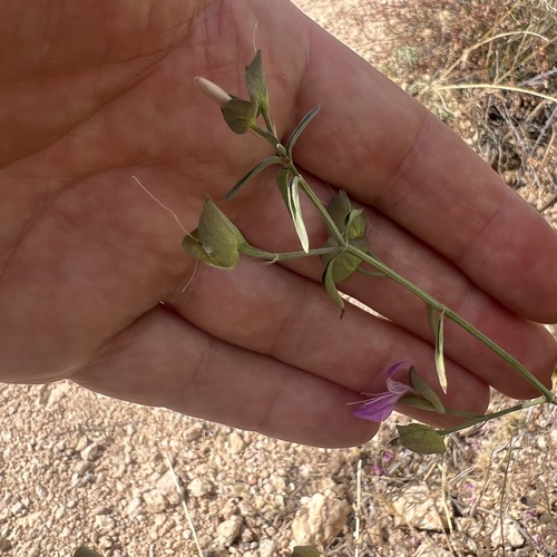 Arizona foldwing (Dicliptera resupinata)