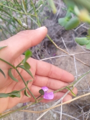 Arizona foldwing (Dicliptera resupinata)