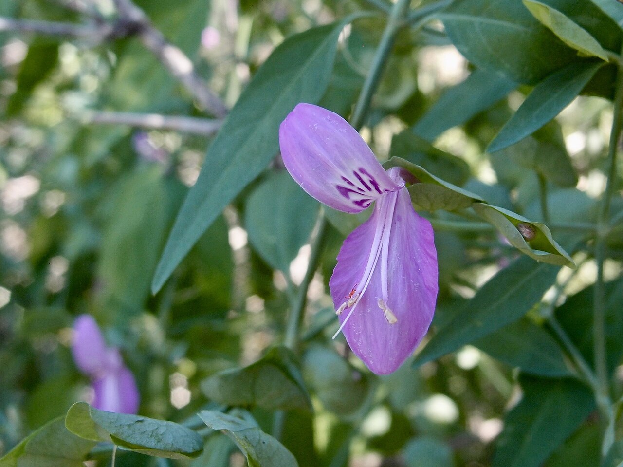 Arizona foldwing: Arizona Foldwing ( Dicliptera resupinata ) in Mexico