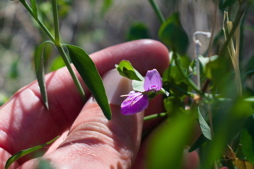 Arizona foldwing (Dicliptera resupinata)