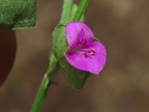 Arizona foldwing: Arizona Foldwing ( Dicliptera resupinata ) in Mexico