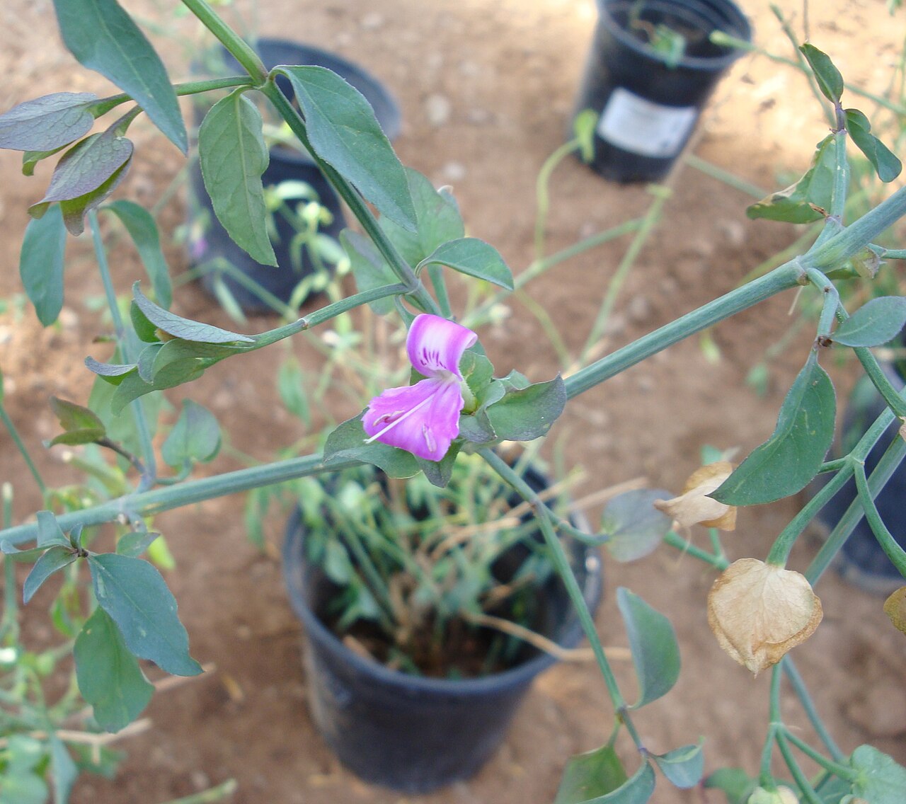 Arizona foldwing: Dicliptera resupinata, "Arizona Foldwing" is one of the shrubs used to line the basin @ Rainwater Harvesting Workshop, Desert Garden Institute, bio-retension ba