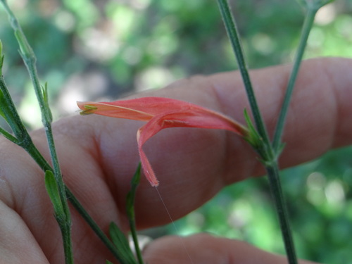 Sixangle foldwing (Dicliptera sexangularis)