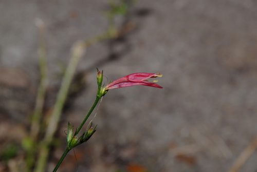Sixangle foldwing (Dicliptera sexangularis)