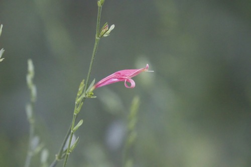 Sixangle foldwing (Dicliptera sexangularis)