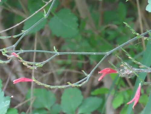 Sixangle foldwing (Dicliptera sexangularis)