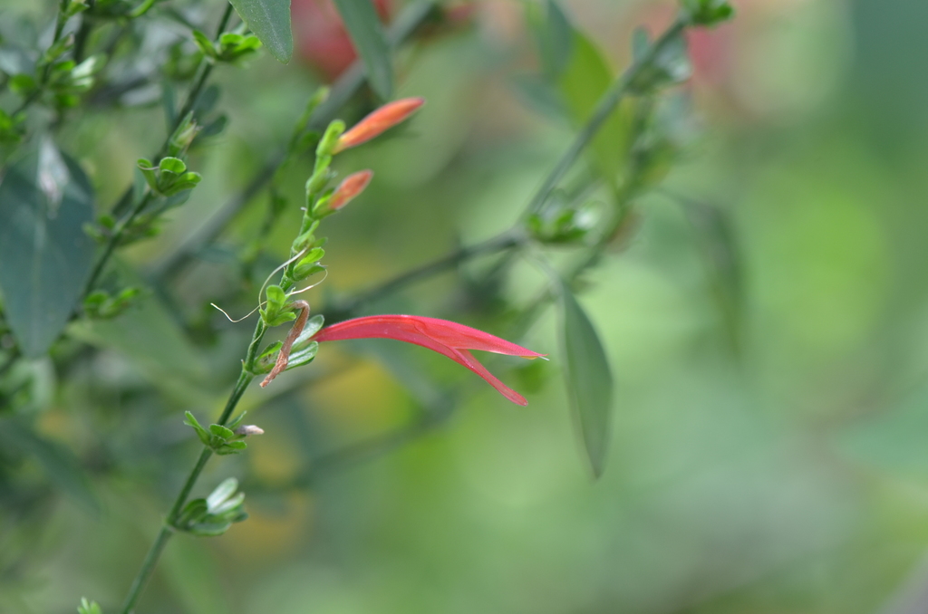 Sixangle foldwing (Dicliptera sexangularis)