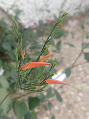 Sixangle foldwing (Dicliptera sexangularis)