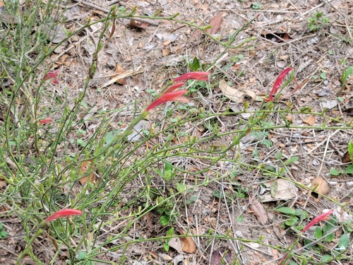 Sixangle foldwing (Dicliptera sexangularis)