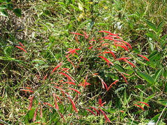 Sixangle foldwing (Dicliptera sexangularis)