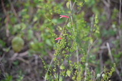 Sixangle foldwing (Dicliptera sexangularis)