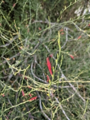 Sixangle foldwing (Dicliptera sexangularis)