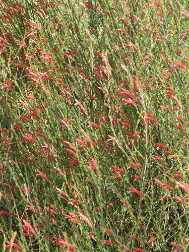 Sixangle foldwing (Dicliptera sexangularis)