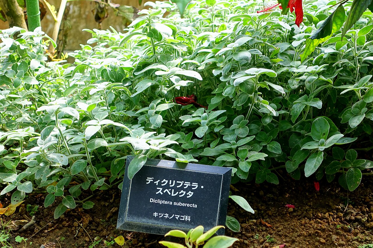 Dicliptera squarrosa: Botanical specimen in the Shinjuku Gyo-en Greenhouse - Tokyo, Japan.