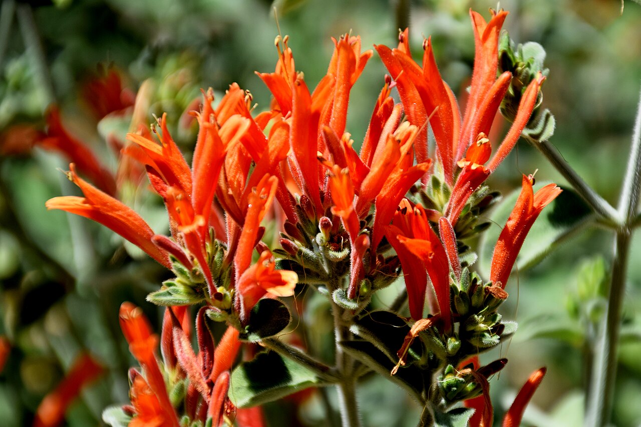 Dicliptera squarrosa: Dicliptera squarrosa in Jardin des plantes de Montpellier