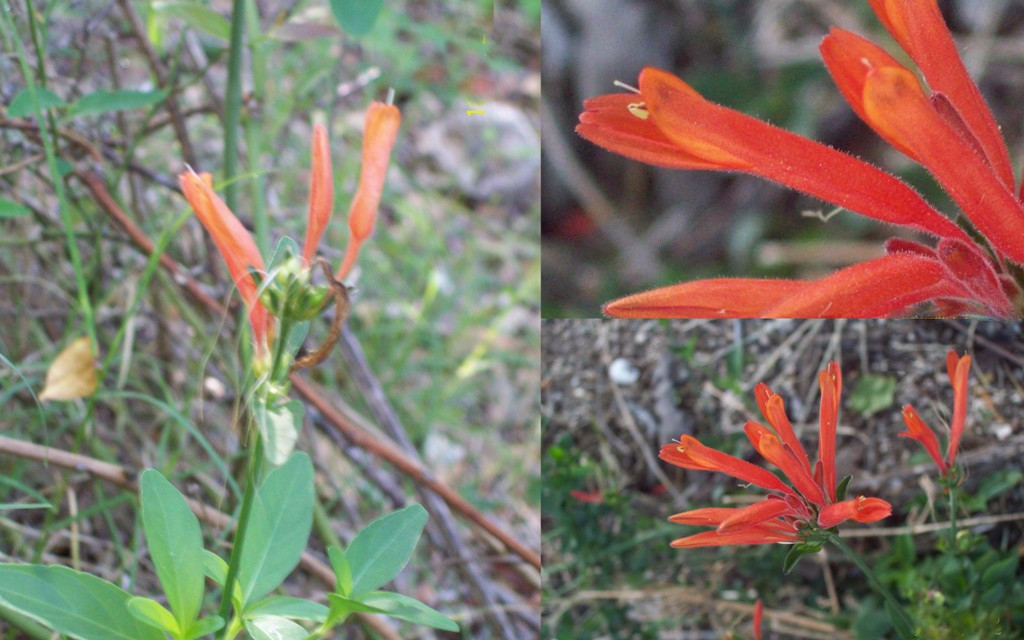 Dicliptera squarrosa: Dicliptera squarrosa. Acanthaceae. Fotos tomadas al márgen del Lago de Palmar en suelo arenoso, departamento de Soriano, Uruguay.