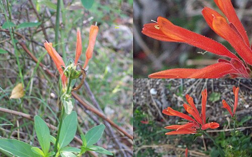 Dicliptera squarrosa: Dicliptera squarrosa. Acanthaceae. Fotos tomadas al márgen del Lago de Palmar en suelo arenoso, departamento de Soriano, Uruguay.
