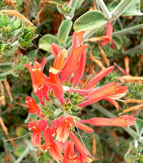 Dicliptera squarrosa (Dicliptera squarrosa)