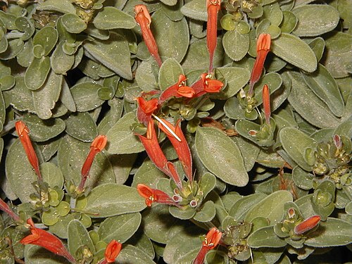 Dicliptera squarrosa: Dicliptera suberecta . Real Jardín Botánico de Madrid .