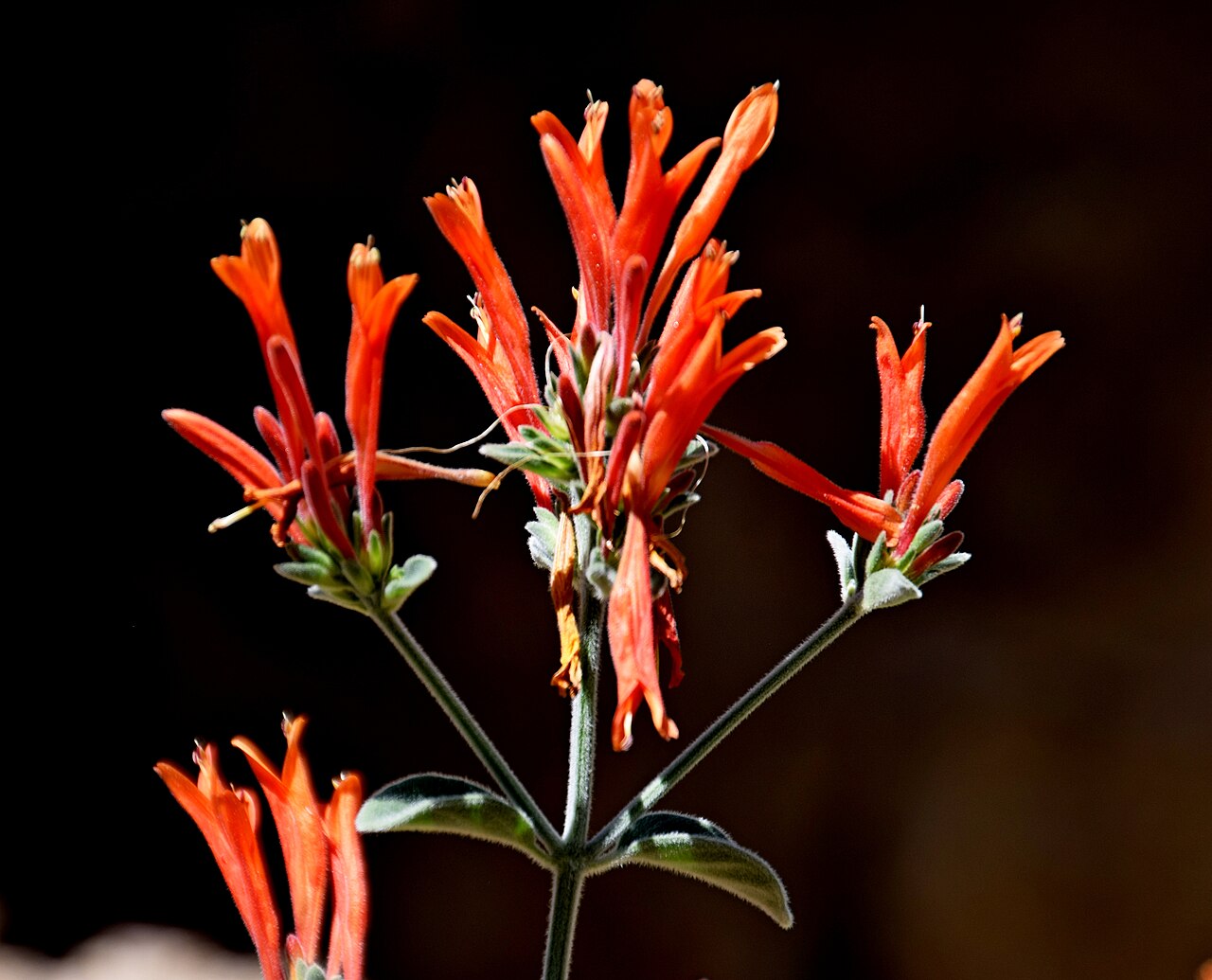 Dicliptera squarrosa: Dicliptera squarrosa in Jardin des plantes de Montpellier
