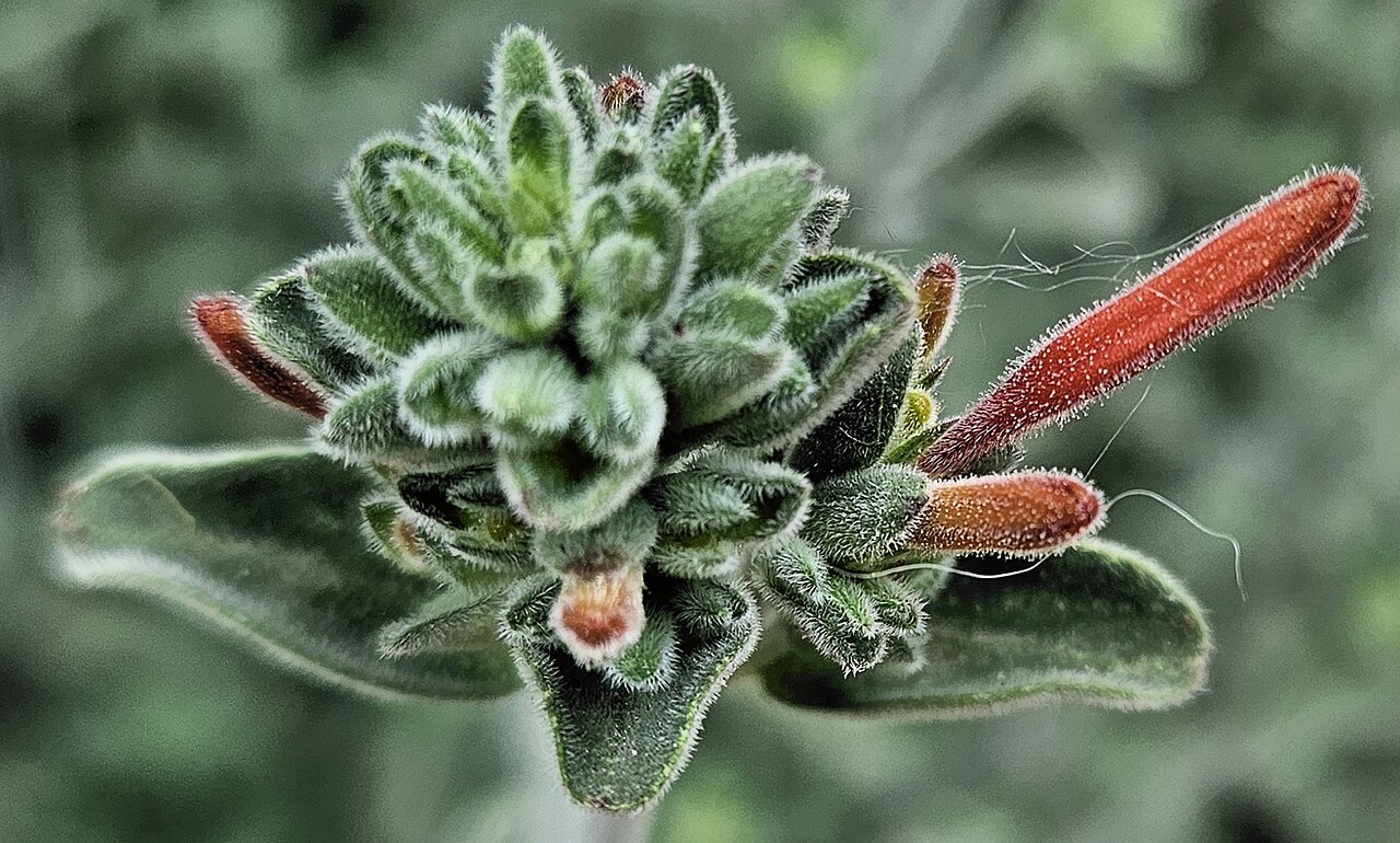 Dicliptera squarrosa: Flower of a Dicliptera squarrosa (syn. Dicliptera suberecta ). On display at the Huntington Library, Art Museum, and Botanical Garden, San Marino, California, U