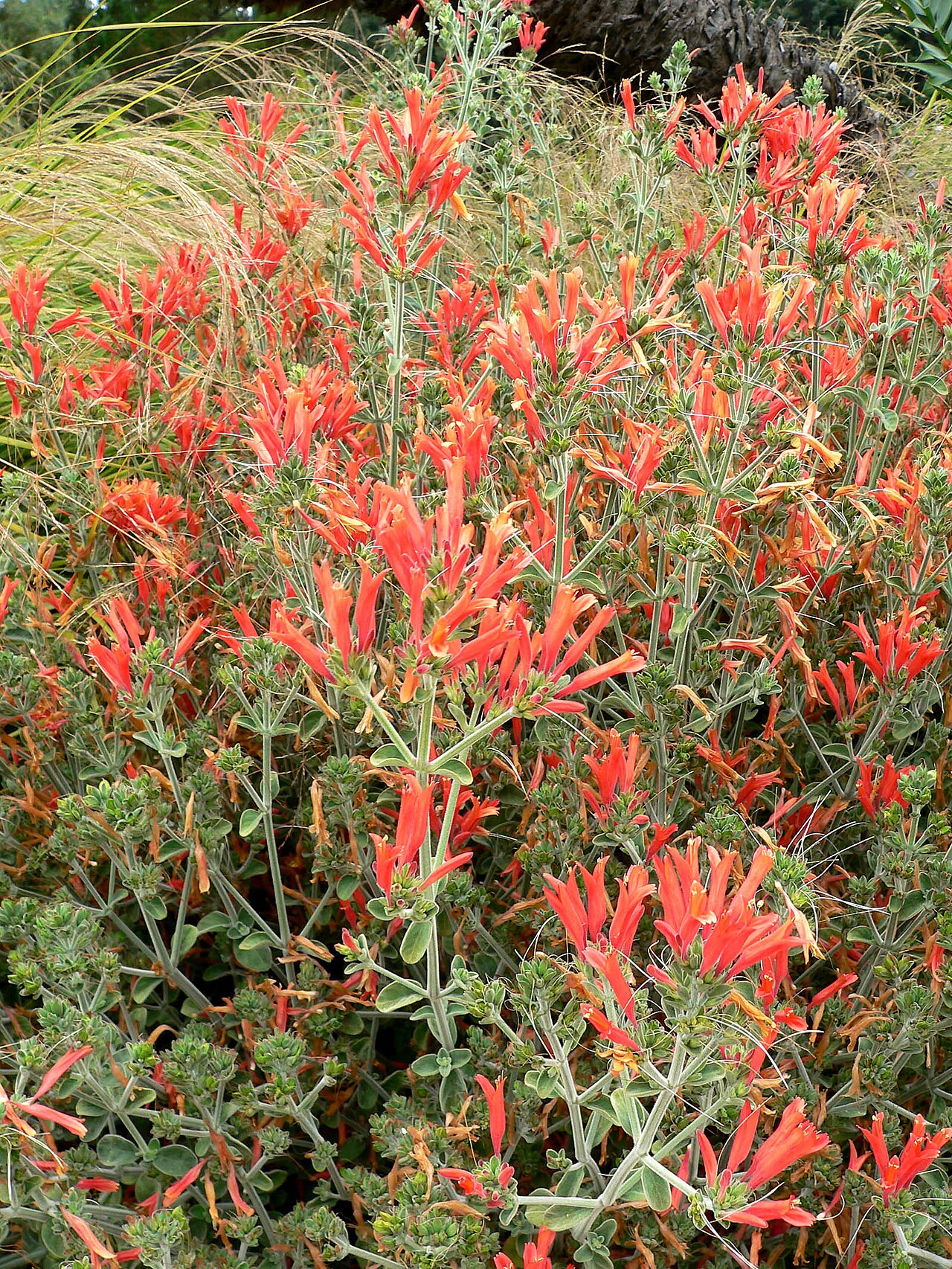 Dicliptera squarrosa: Photo of Dicliptera suberecta at the University of California Botanical Garden