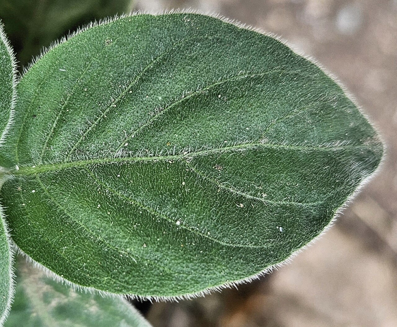Dicliptera squarrosa: Single leaf of a Dicliptera squarrosa (syn. Dicliptera suberecta ). On display at the Huntington Library, Art Museum, and Botanical Garden, San Marino, Californ