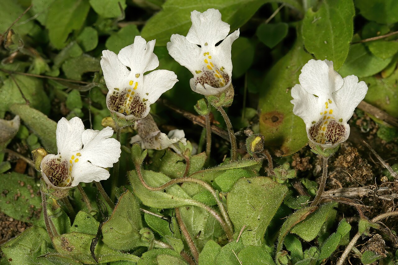 Diclis petiolaris: Diclis petiolaris , plant in flower; moist grassland on limestone, vicinity of Wolmaransstad, North West, South Africa