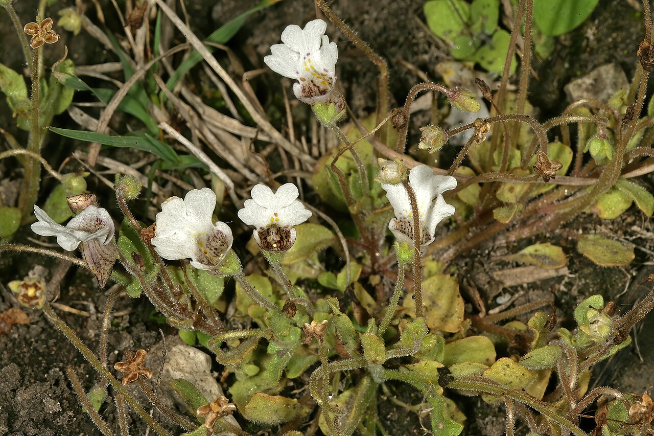 Diclis petiolaris: Diclis petiolaris , plant in flower; moist grassland on limestone, vicinity of Wolmaransstad, North West, South Africa