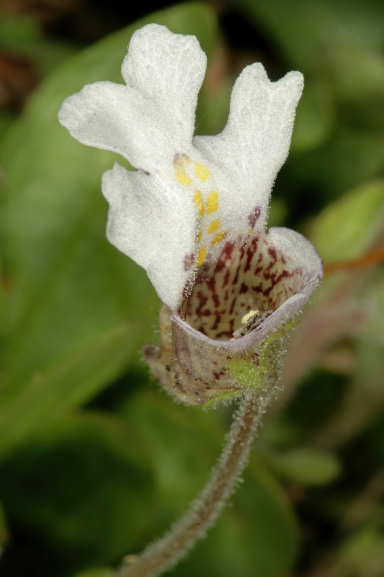 Diclis petiolaris: Diclis petiolaris , flower; moist grassland on limestone, vicinity of Wolmaransstad, North West, South Africa