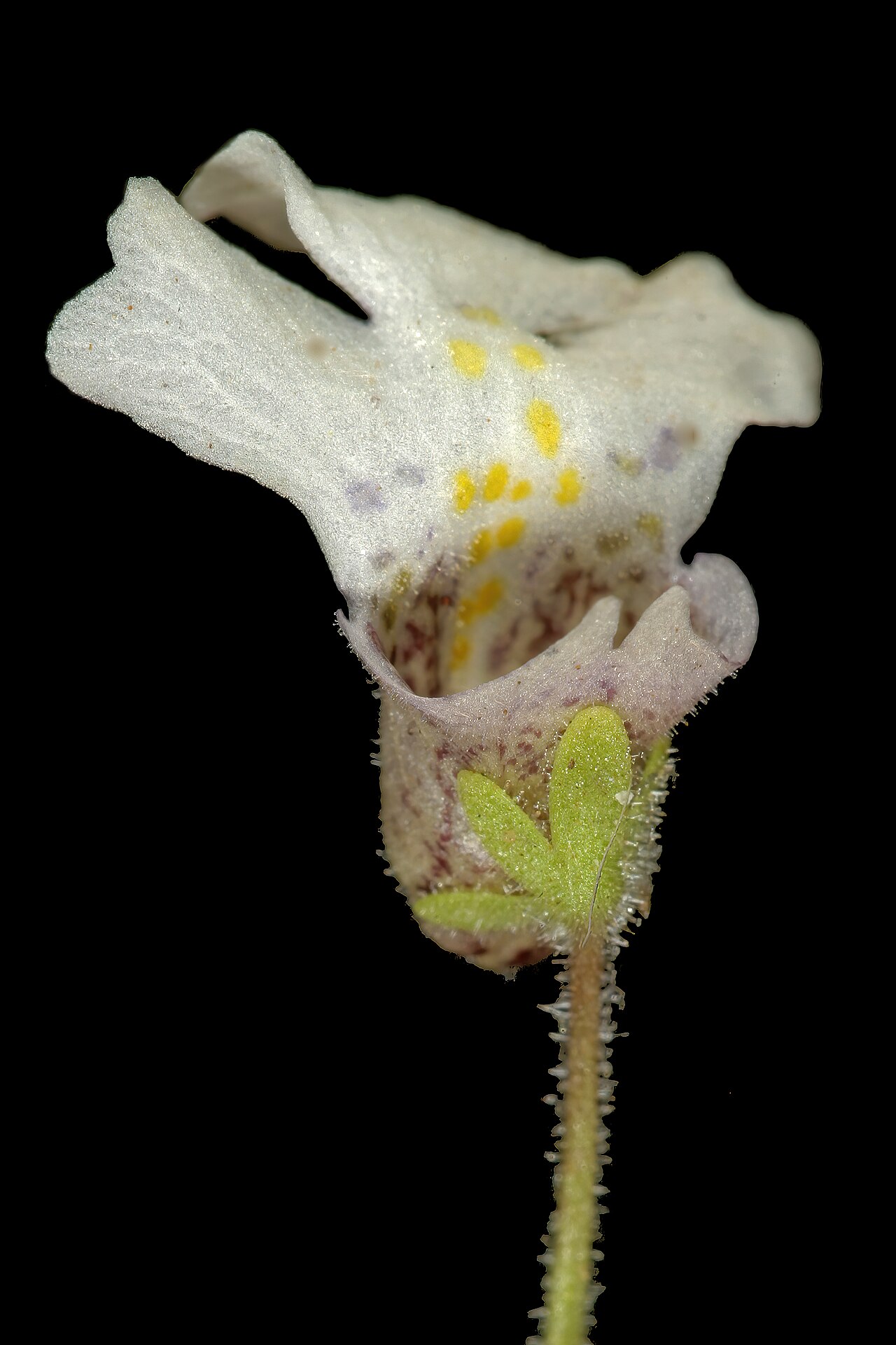 Diclis petiolaris: Diclis petiolaris , flower; moist grassland on limestone, vicinity of Wolmaransstad, North West, South Africa