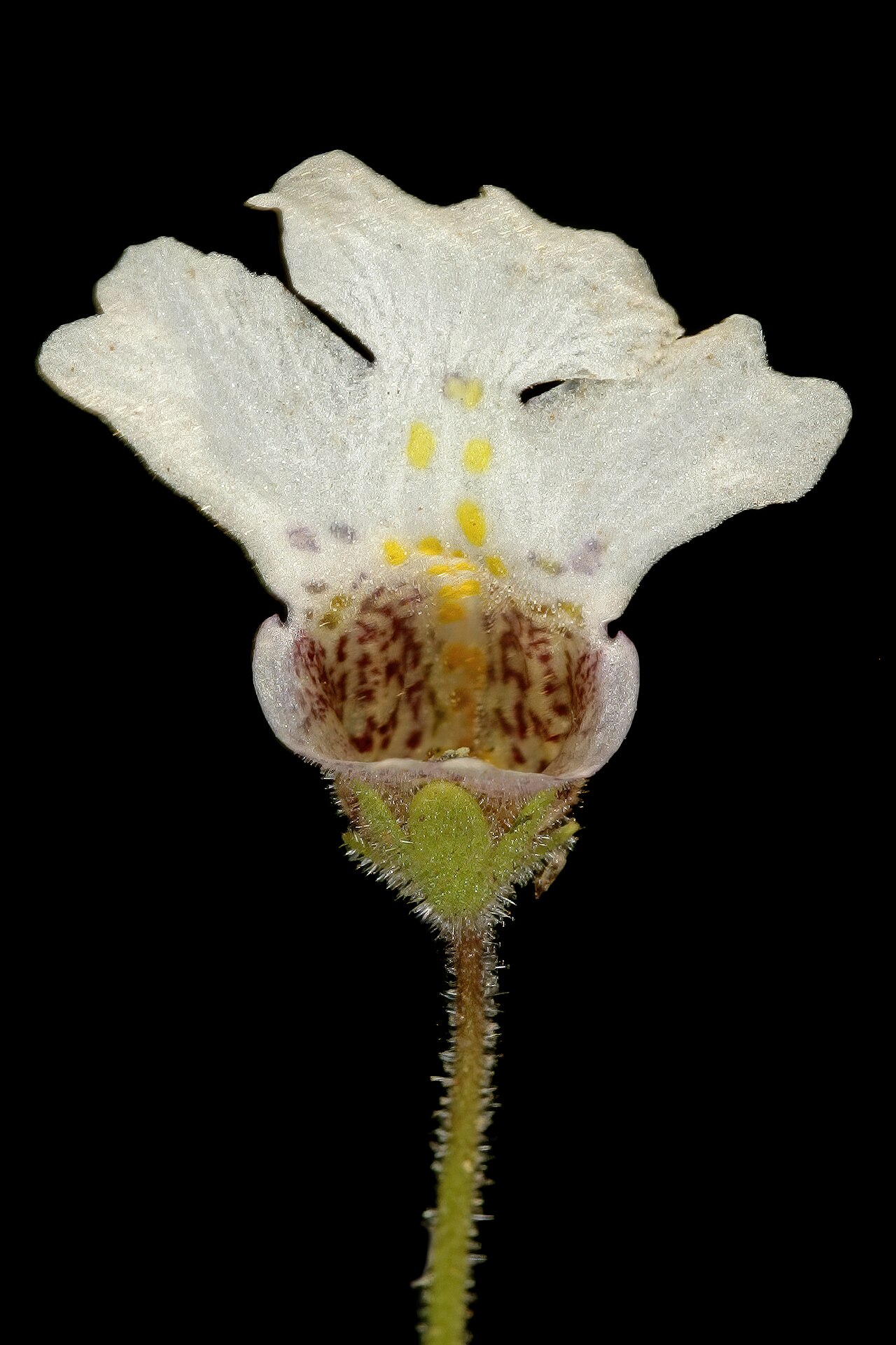 Diclis petiolaris: Diclis petiolaris , flower; moist grassland on limestone, vicinity of Wolmaransstad, North West, South Africa