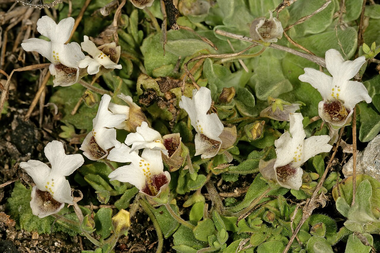 Diclis petiolaris: Diclis petiolaris , plants in flower; moist grassland on limestone, vicinity of Wolmaransstad, North West, South Africa