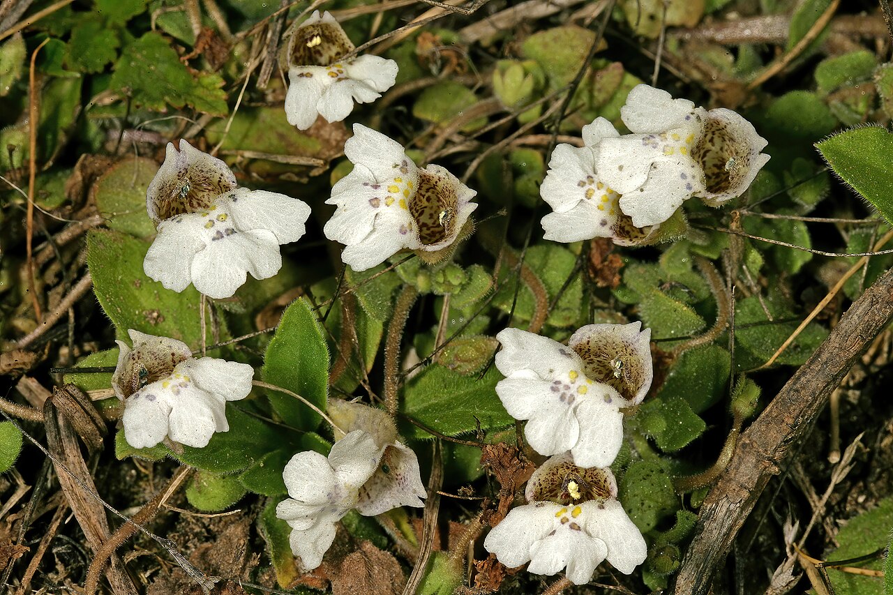Diclis petiolaris: Diclis petiolaris , plant in flower; moist grassland on limestone, vicinity of Wolmaransstad, North West, South Africa