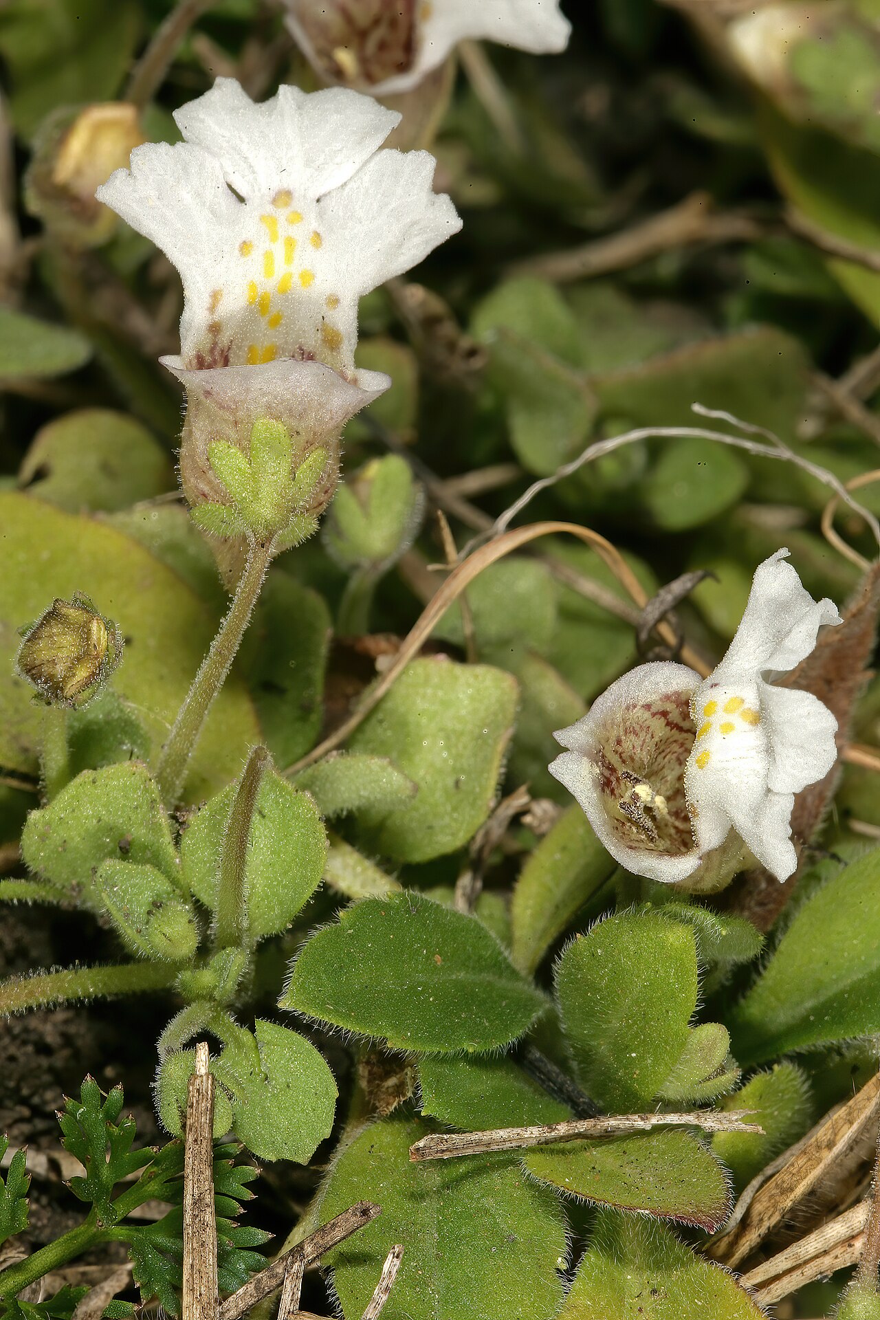 Diclis petiolaris: Diclis petiolaris , flowers; moist grassland on limestone, vicinity of Wolmaransstad, North West, South Africa