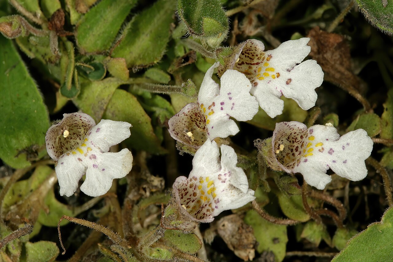 Diclis petiolaris: Diclis petiolaris , plant in flower; moist grassland on limestone, vicinity of Wolmaransstad, North West, South Africa