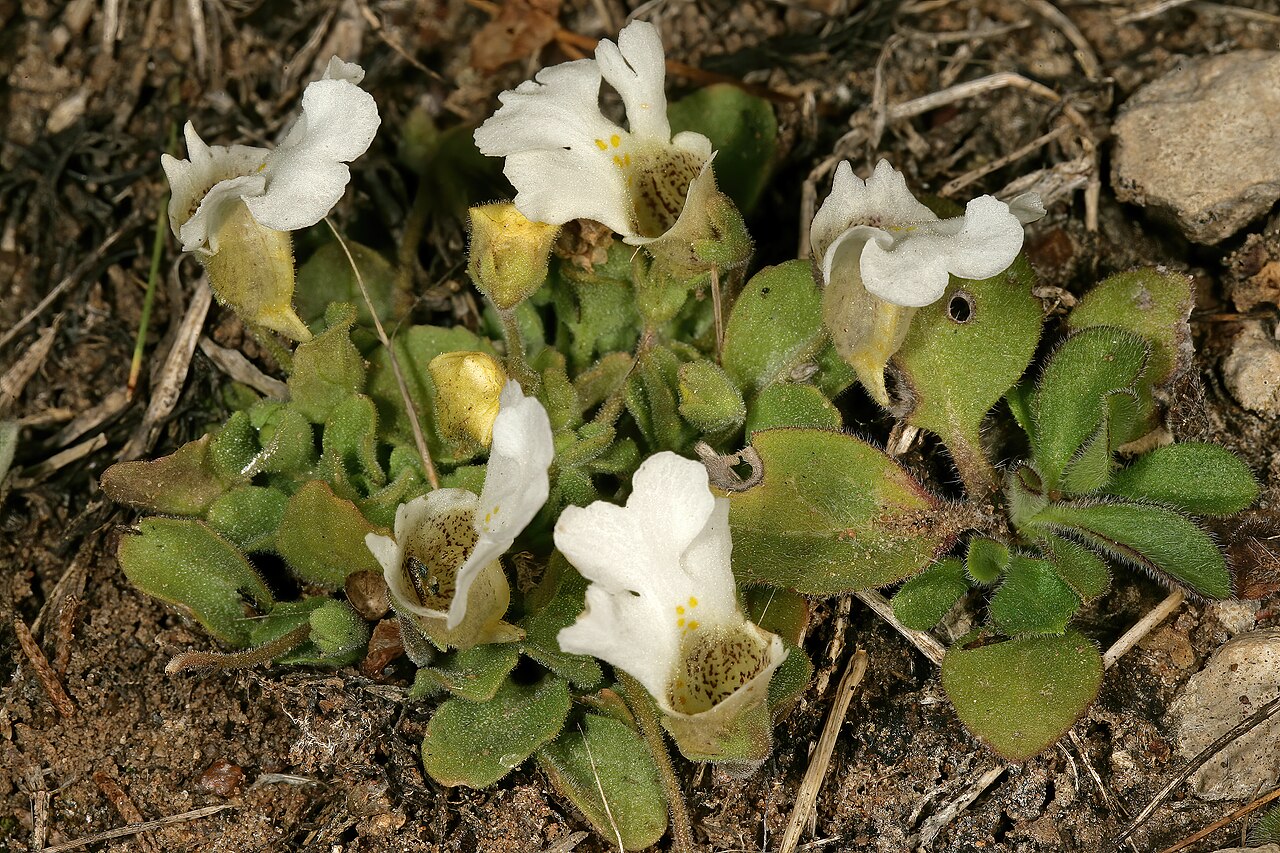 Diclis petiolaris: Diclis petiolaris , plant in flower; moist grassland on limestone, vicinity of Wolmaransstad, North West, South Africa