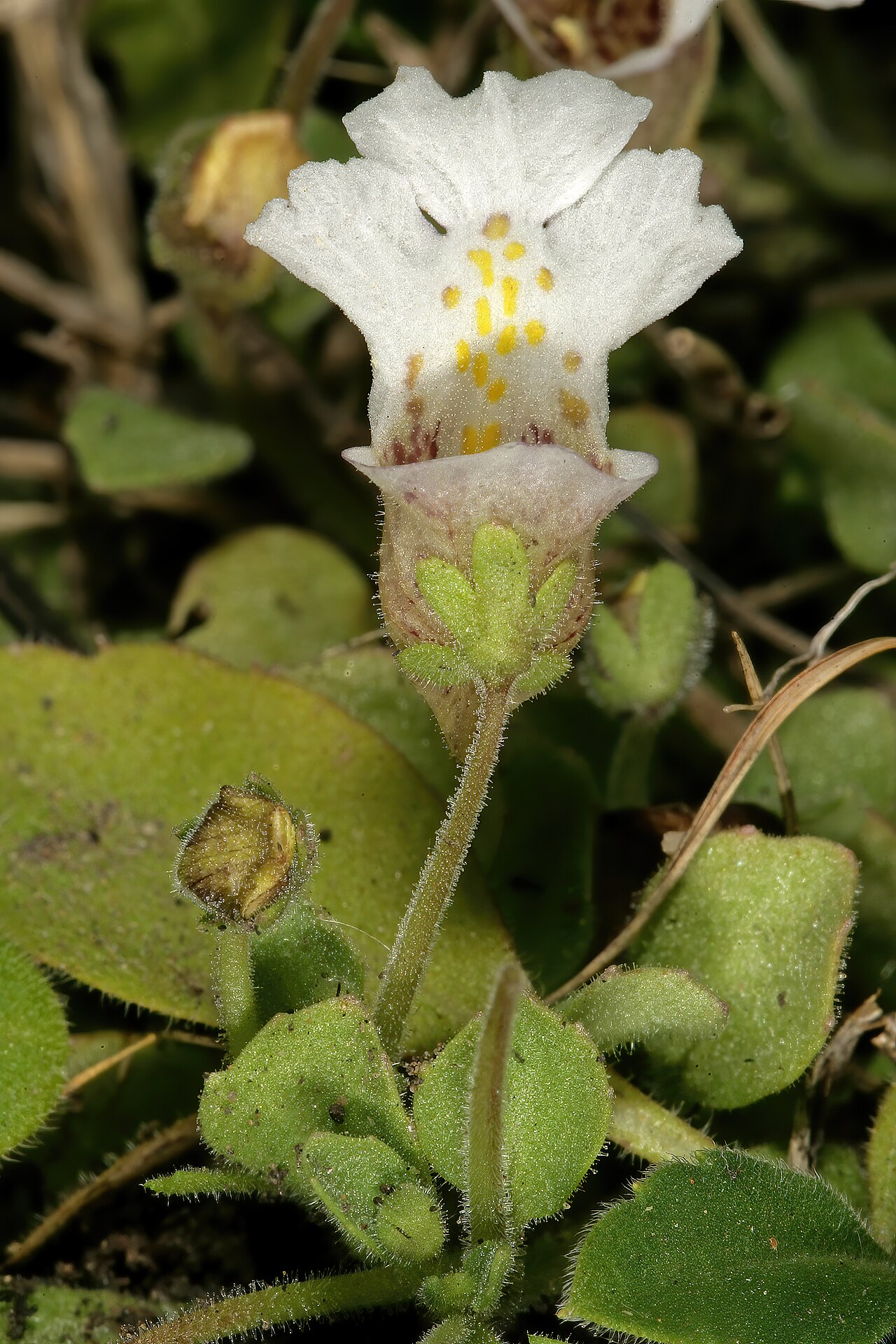 Diclis petiolaris: Diclis petiolaris , flower; moist grassland on limestone, vicinity of Wolmaransstad, North West, South Africa