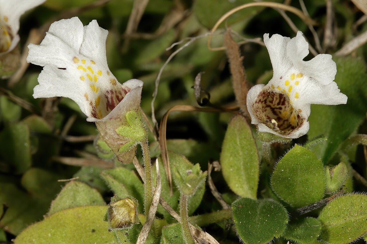 Diclis petiolaris: Diclis petiolaris , flowers; moist grassland on limestone, vicinity of Wolmaransstad, North West, South Africa