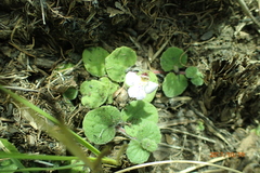 Diclis rotundifolia (Diclis rotundifolia)