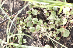 Diclis rotundifolia (Diclis rotundifolia)