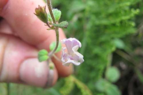 Diclis rotundifolia (Diclis rotundifolia)