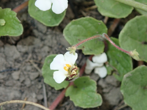 Diclis rotundifolia (Diclis rotundifolia)