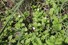 Diclis rotundifolia (Diclis rotundifolia)