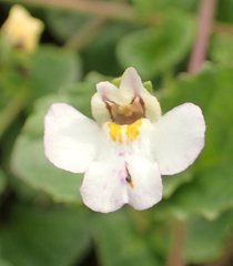 Diclis rotundifolia (Diclis rotundifolia)