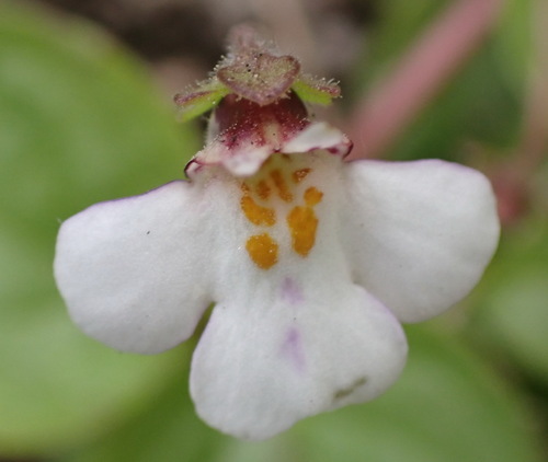 Diclis rotundifolia (Diclis rotundifolia)