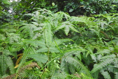 Dicranopteris curranii (Dicranopteris curranii)