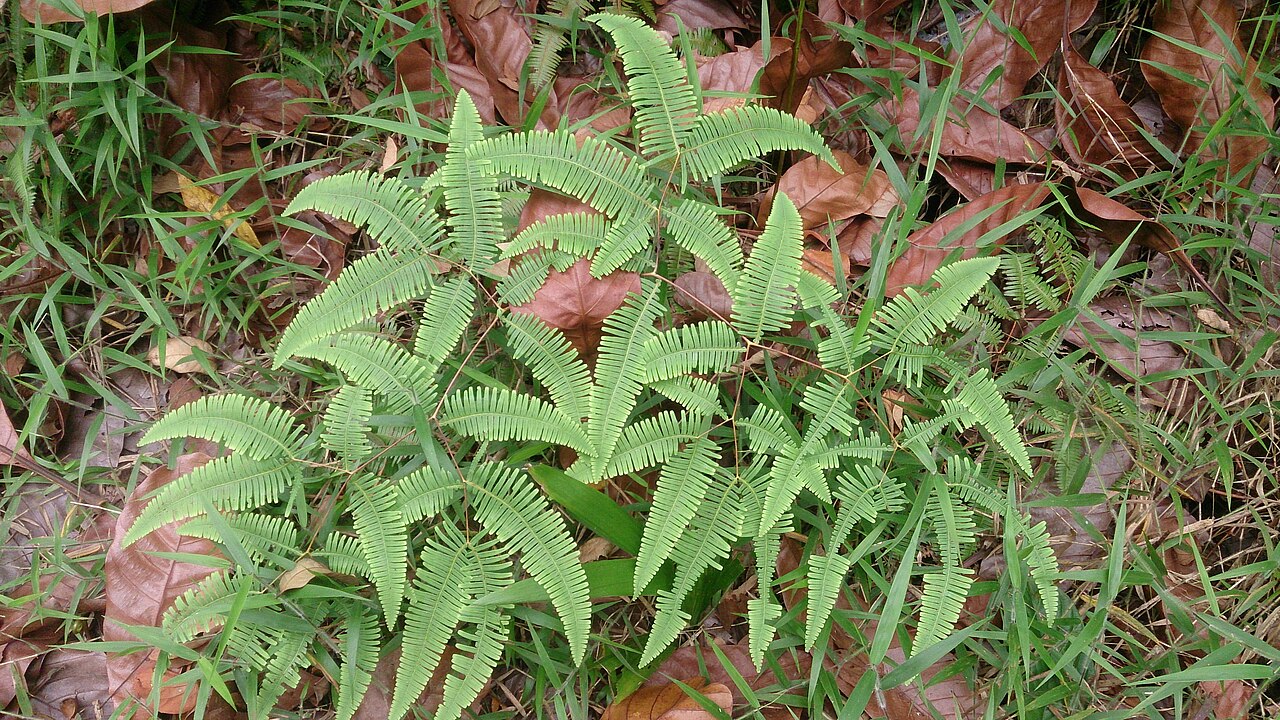 Dicranopteris curranii: Dicranopteris curranii