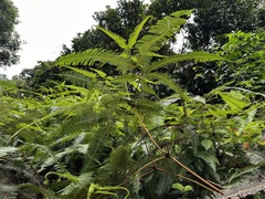 Dicranopteris curranii (Dicranopteris curranii)