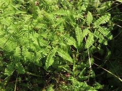 Dicranopteris latiloba (Dicranopteris latiloba)